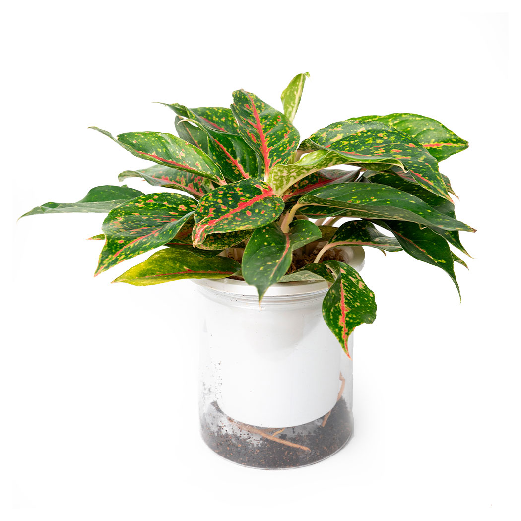 

Живое растение Аглаонема Найт Спаркл в горшке d 14 h 30 см, 1 шт