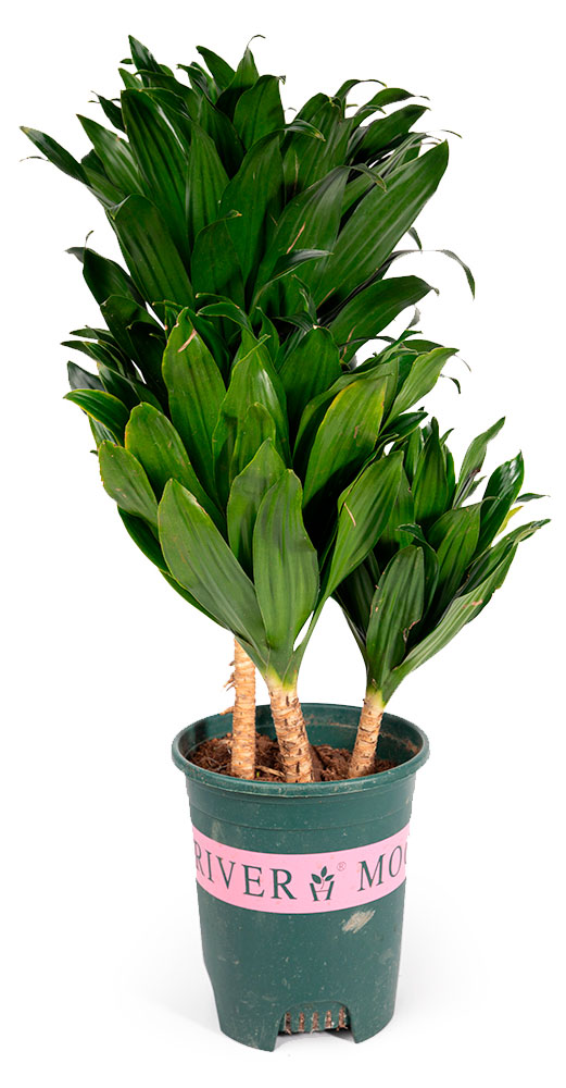 

Живое растение Драцена Фрагранс в горшке d 18 h 60 см, 1 шт
