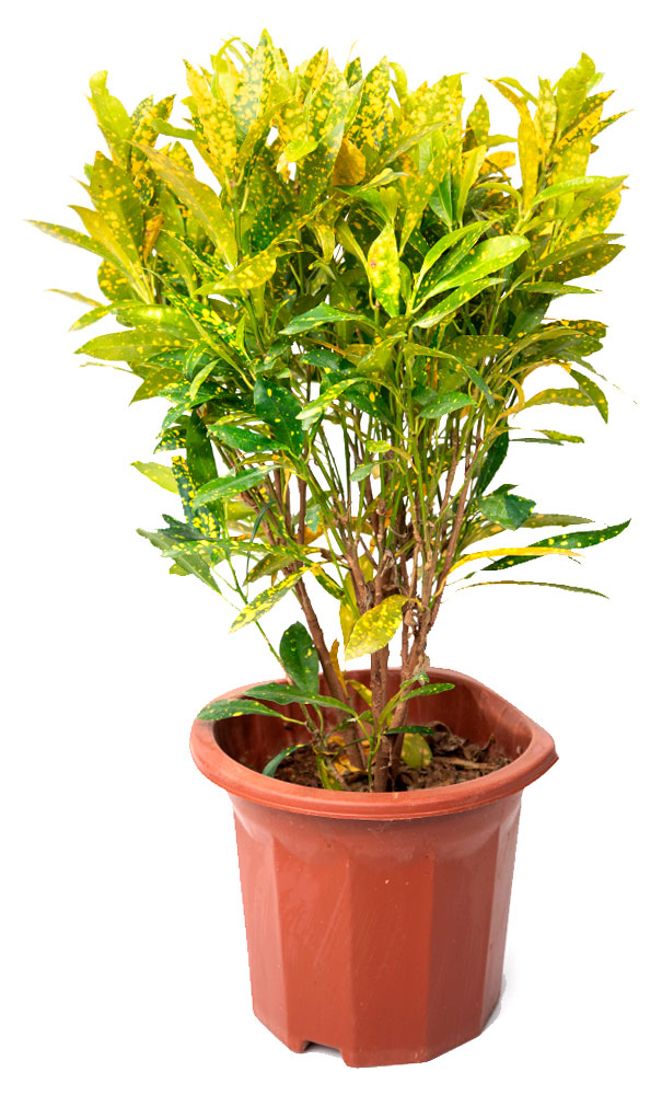

Живое растение Кротон (Кодиеум) Аукуболистный дерево в горшке d 23 h 45 см, 1 шт