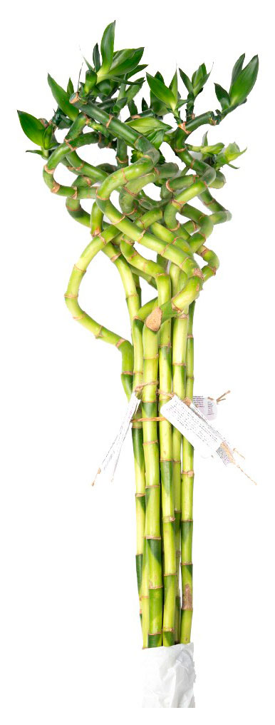 

Живое растение Бамбук Лаки (Драцена) спираль в колбе на воде d 5 h 60 см, 1 шт