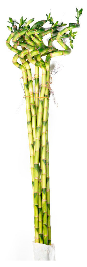 

Живое растение Бамбук Лаки (Драцена) прямой в колбе на воде d 5 h 80 см, 1 шт