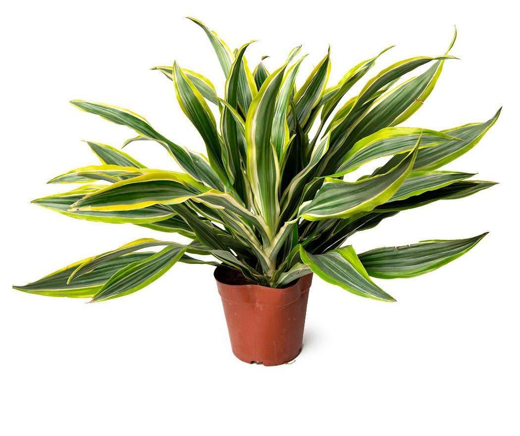 

Живое растение Драцена Фрагранс в горшке d 14 h 35 см, 1 шт