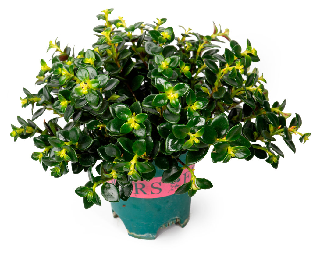 Изображение товара Живое растение Нематантус Голдфиш в горшке d 14 h 30 см, 1 шт