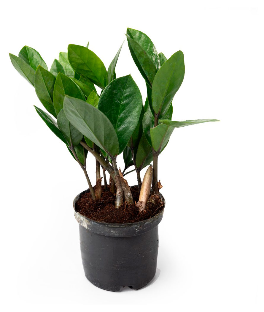 

Живое растение Замиокулькас в горшке d 9 h 28 см, 1 шт