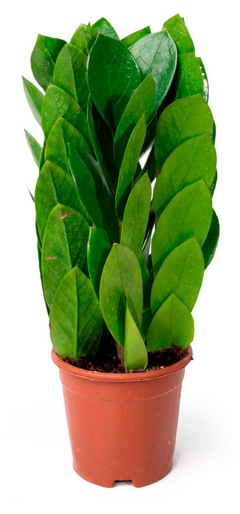 

Живое растение Замиокулькас Пирамида в горшке d 12 h 35 см, 1 шт