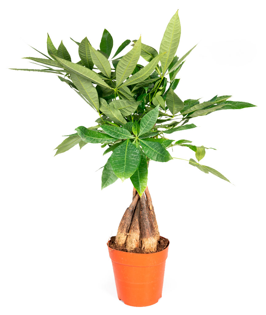 

Живое растение пальма Пахира Акватика коса в горшке d 16 h 68 см, 1 шт