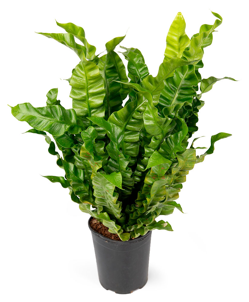 

Живое растение папоротник Асплениум Криспи Вейв в горшке d 15 h 50 см, 1 шт