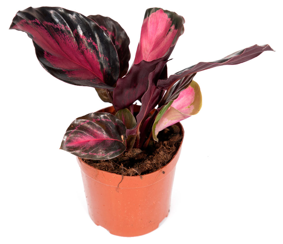 Изображение товара Живое растение Калатея Розеопикта Крим в горшке D14 для интерьера