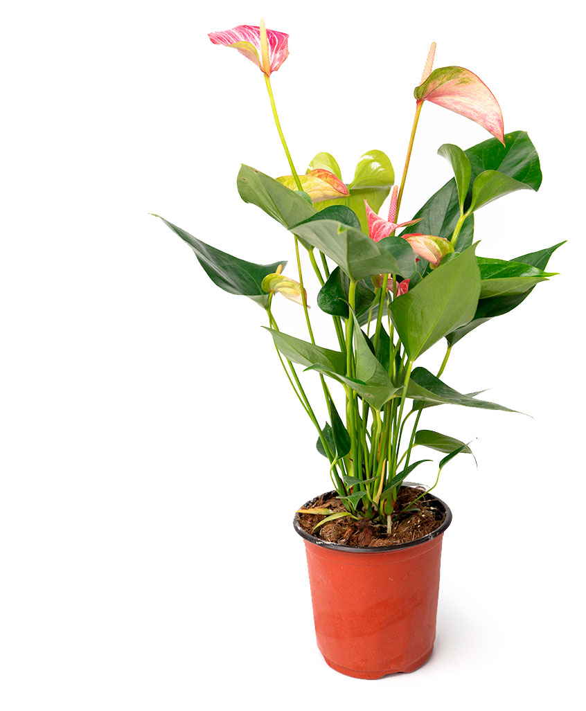 

Живое растение Антуриум Бонус Вим в горшке d 14 h 40 см, 1 шт