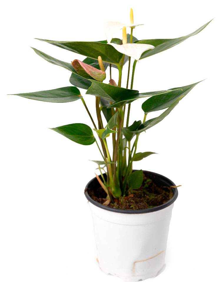 

Живое растение Антуриум Беби Вайт в горшке d 11 h 28 см, 1 шт