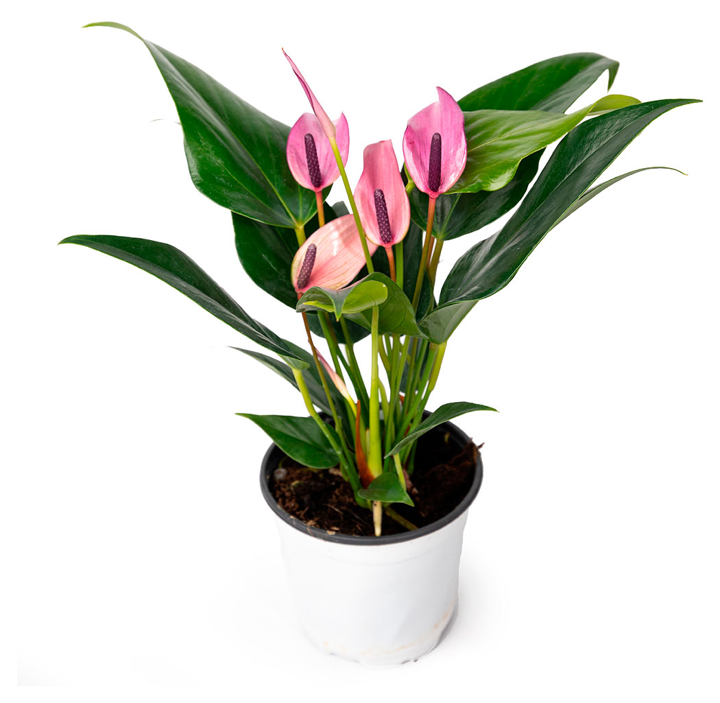 Изображение товара Живое растение Антуриум Зинедин в горшке d 11 h 28 см, 1 шт