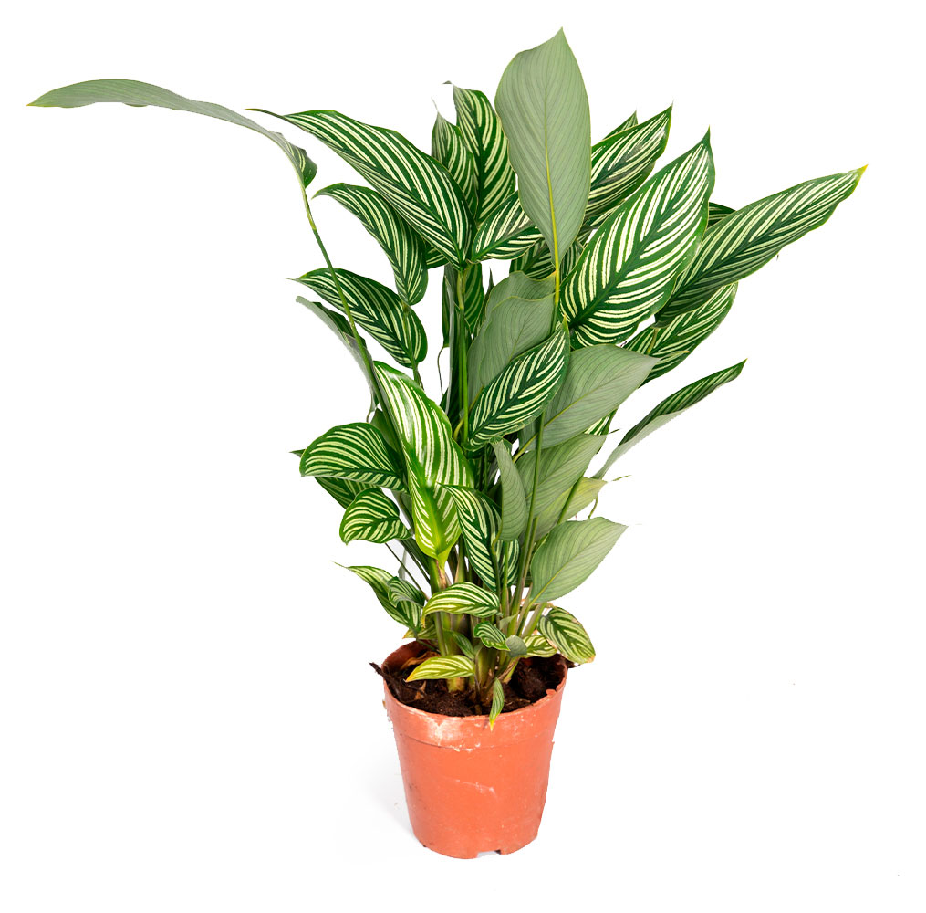 

Живое растение Калатея Витатта в горшке d 11 h 35 см, 1 шт