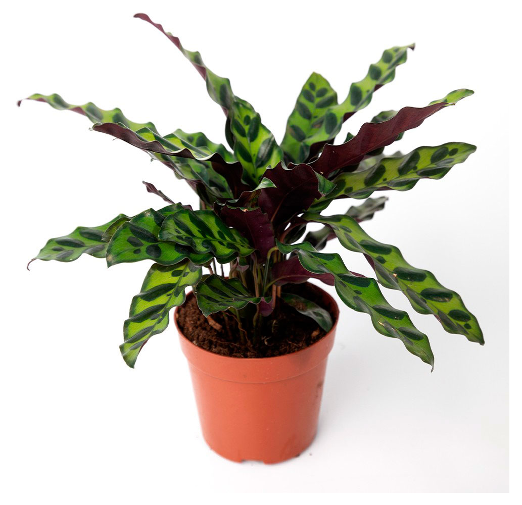 

Живое растение Калатея Лансифолия в горшке d 11 h 30 см, 1 шт