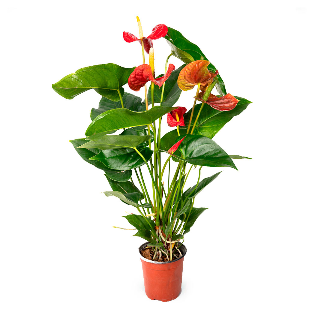 

Живое растение Антуриум красный в горшке d 12 h 40 см, 1 шт