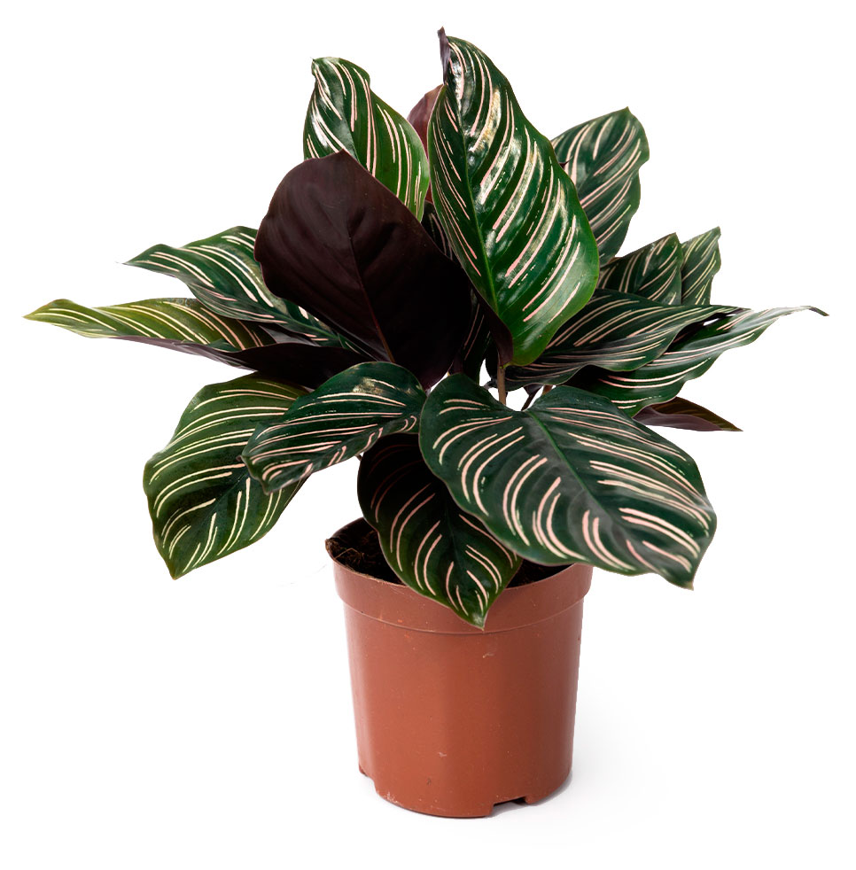 

Живое растение Калатея Орната в горшке d 11 h 30 см, 1 шт