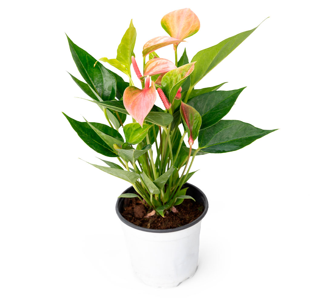 

Живое растение Антуриум Кэнди букет в горшке d 11 h 30 см, 1 шт