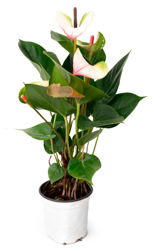 

Живое растение Антуриум Ред Липс в горшке d 11 h 32 см, 1 шт