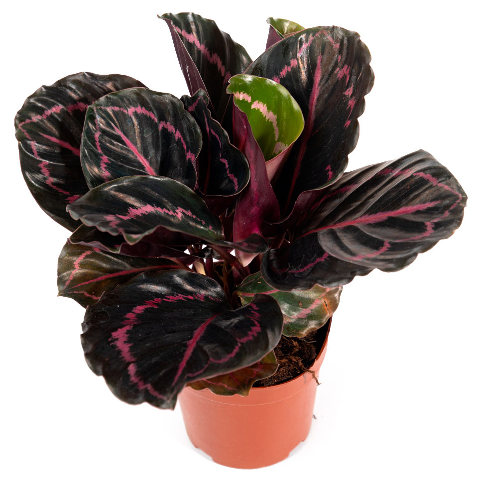 Изображение товара Живое растение Калатея Розеопикта Дотти в горшке 11 см 25 см
