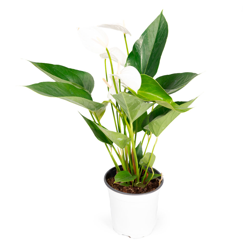 

Живое растение Антуриум Эклипс в горшке d 11 h 28 см, 1 шт