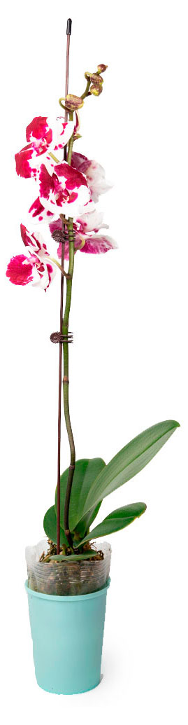 Изображение товара Живое растение Орхидея Фаленопсис 1 стебель в ассортименте в горшке d 10 h 55-70 см, 1 шт