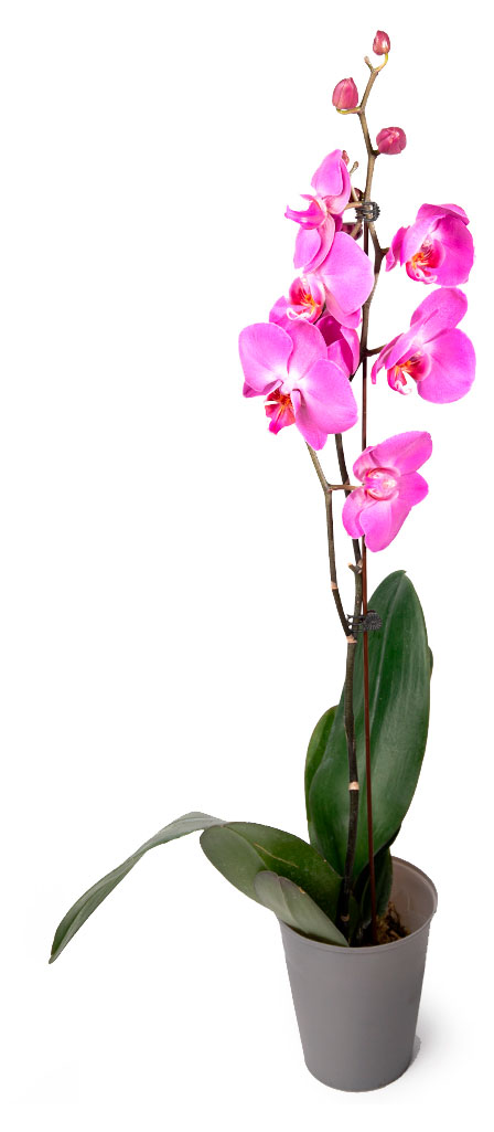 

Живое растение Орхидея Фаленопсис 1 стебель в ассортименте в горшке d 12 h 55-75 см, 1 шт