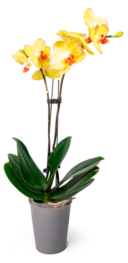 

Живое растение Орхидея Фаленопсис 2 стебля в ассортименте в горшке d 12 h 55-75 см, 1 шт