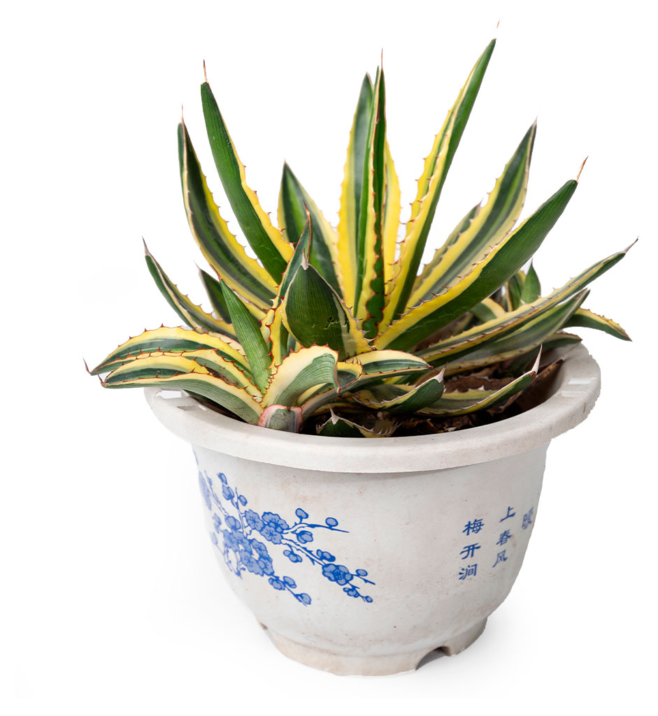 Изображение товара Живое растение суккулент Агава Квадриколор в горшке d 18 h 30 см, 1 шт