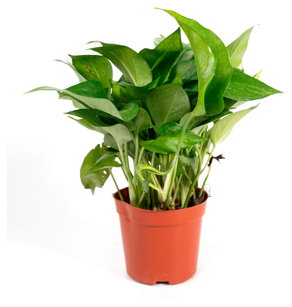 Изображение товара Живое растение лиана Эпипремнум (Сциндапсус) Ауреум Грин в горшке d 11 h 20 см, 1 шт