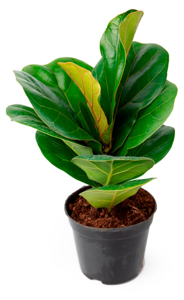 

Живое растение лиана Фикус Лировидный в горшке d 11 h 30 см, 1 шт