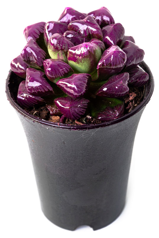 

Живое растение суккулент Хавортия купера в ассортименте в горшке d 11 h 13 см, 1 шт