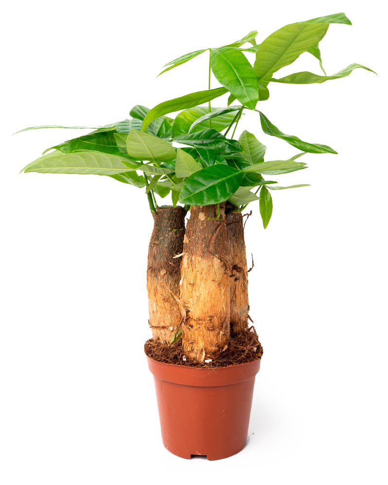 

Живое растение пальма Пахира ствол в горшке d 9 h 30 см, 1 шт