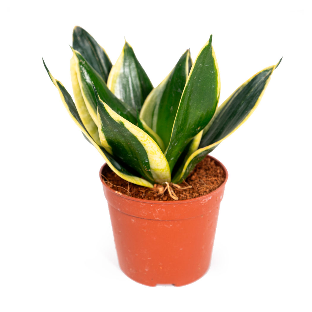 Изображение товара Живое растение Сансевиерия Ханни Блэк в горшке d 10 h 20 см, 1 шт