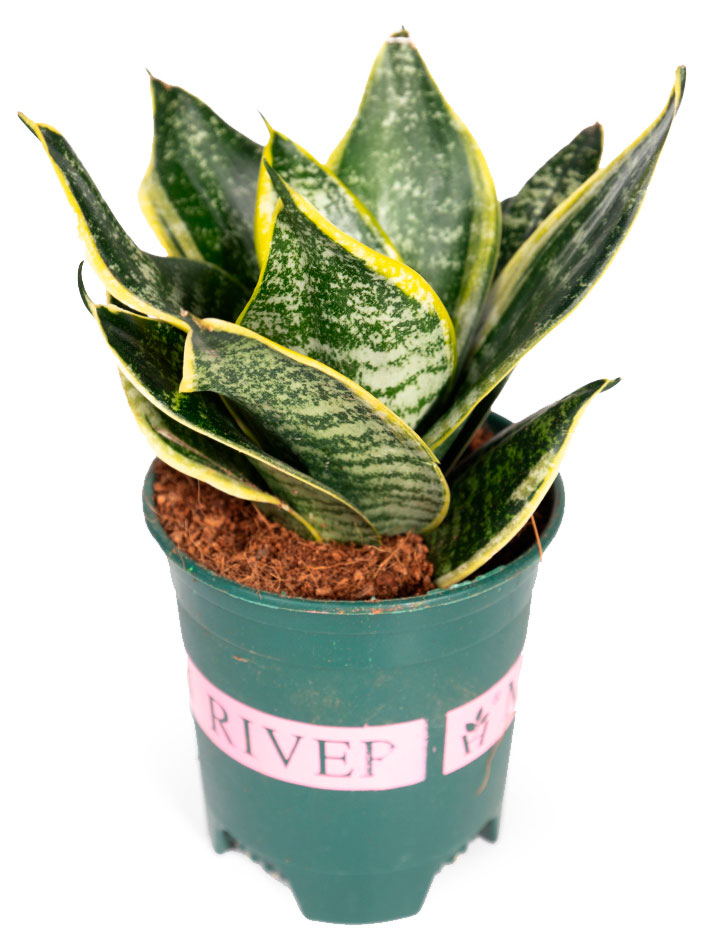 

Живое растение Сансевиерия Ханни Сильвер в горшке d 11 h 20 см, 1 шт