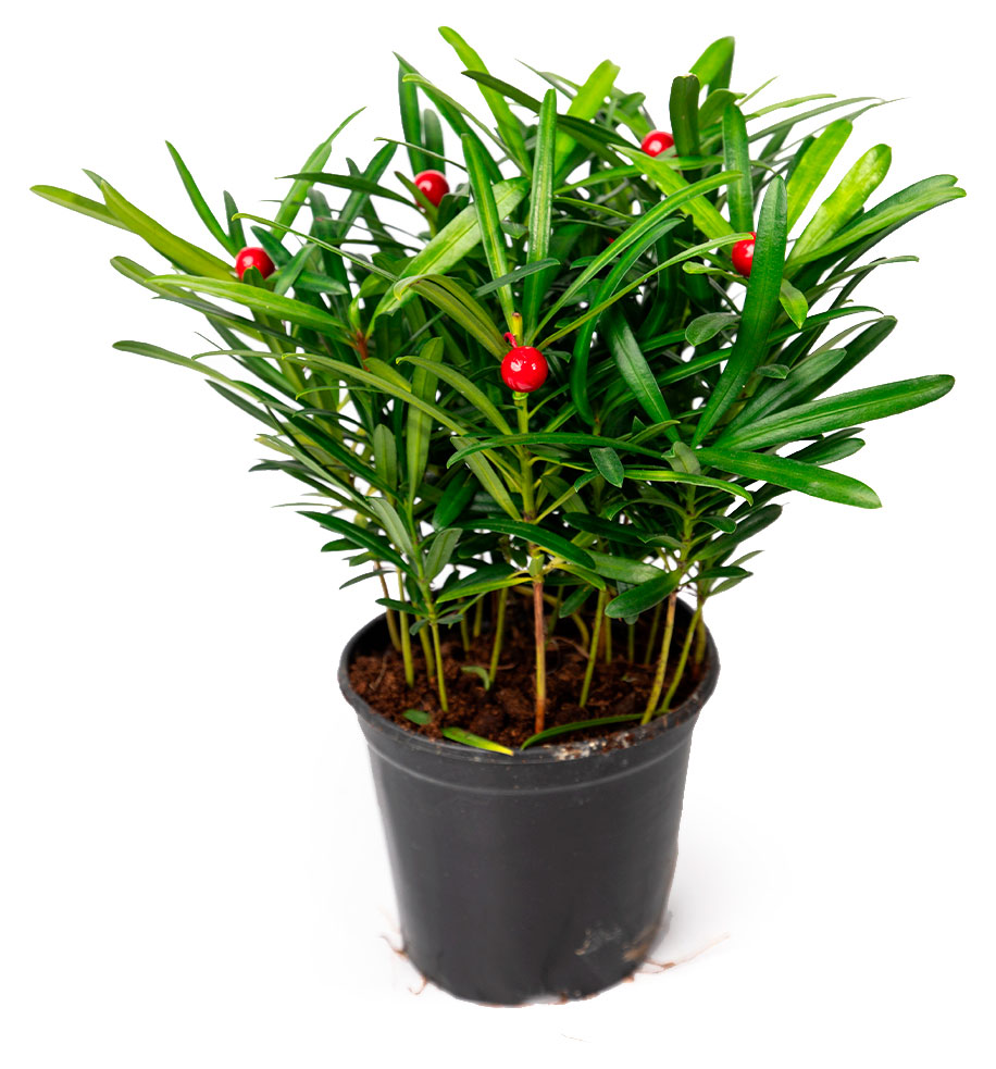 

Саженцы хвойных деревьев Подокарпус Макрофиллус в горшке d 14 h 28 см, 1 шт