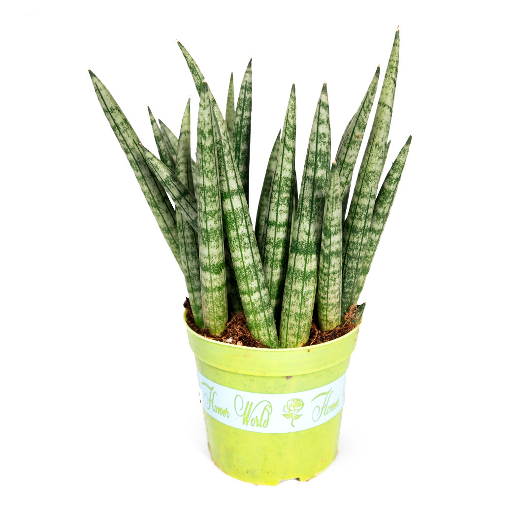 Изображение товара Живое растение Сансевиерия Бонселенсис в горшке d 12 h 25 см, 1 шт