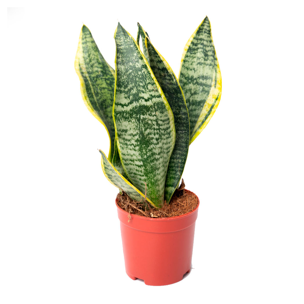 

Живое растение Сансевиерия Лауренти в горшке d 11 h 30 см, 1 шт