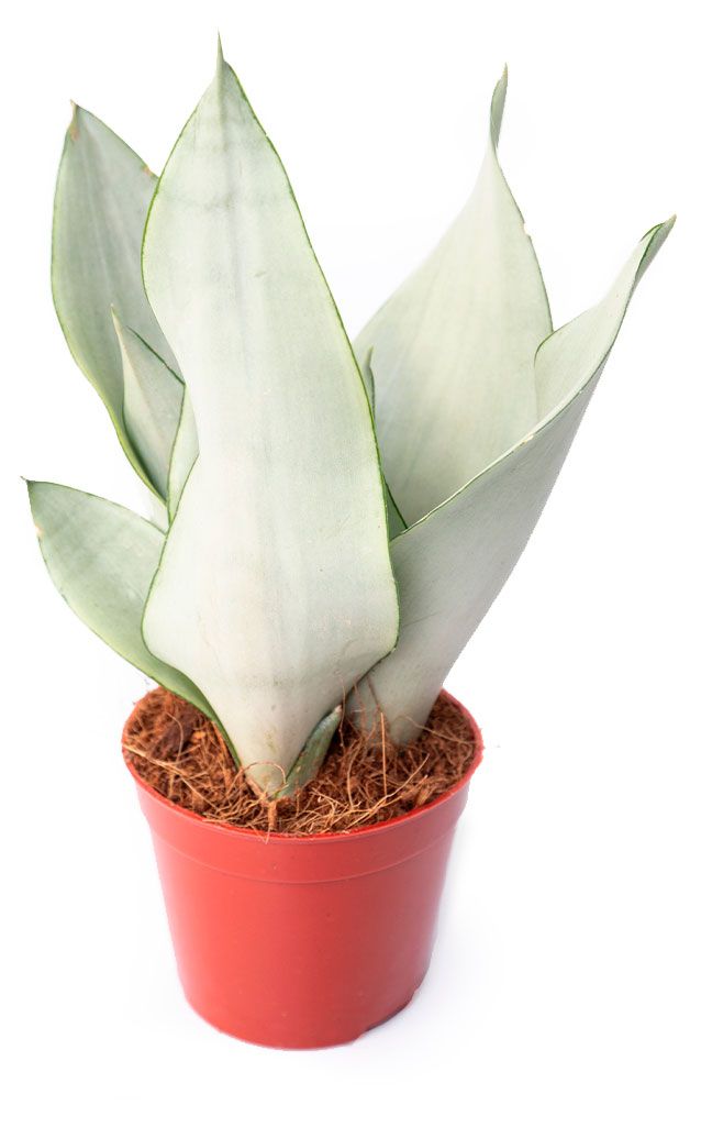 

Живое растение Сансевиерия Муншайн в горшке d 11 h 20 см, 1 шт