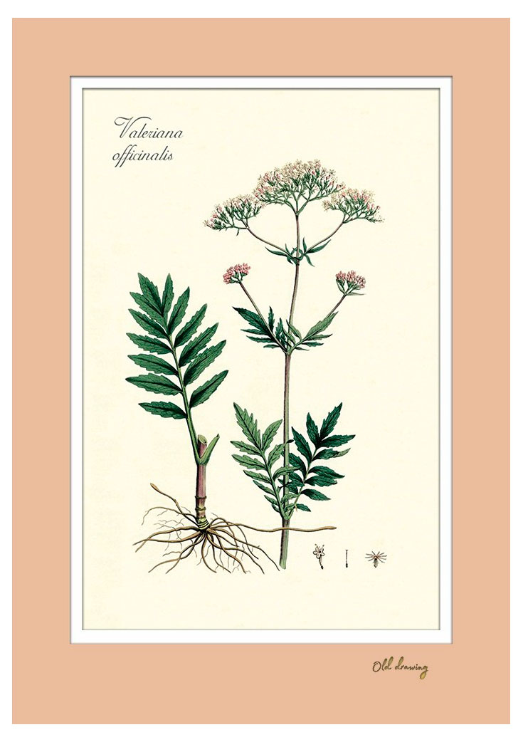 Изображение товара Постер «Даринчи» А4 с двойным паспарту, 1 шт в ассортмиенте