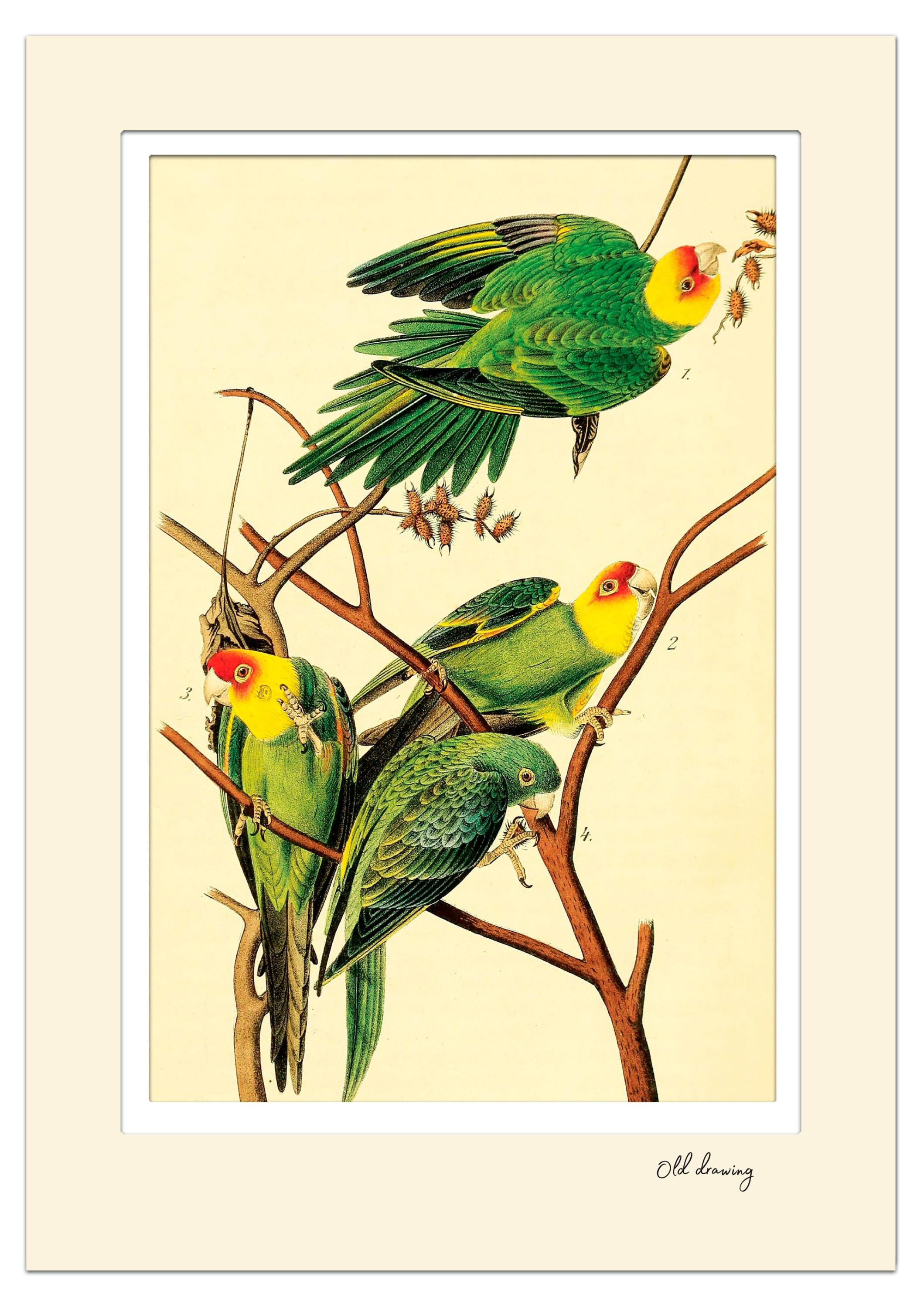 

Постер Даринчи с двойным цветным паспарту 30х40 см, 1 шт в ассортмиенте