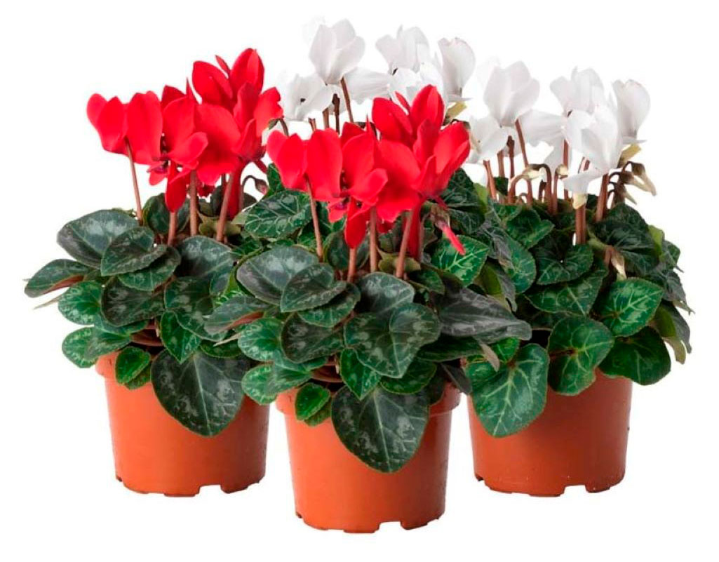 

Живое растение Цикламен Персидский микс в ассортименте в горшке d 12 h 35 см, 1 шт