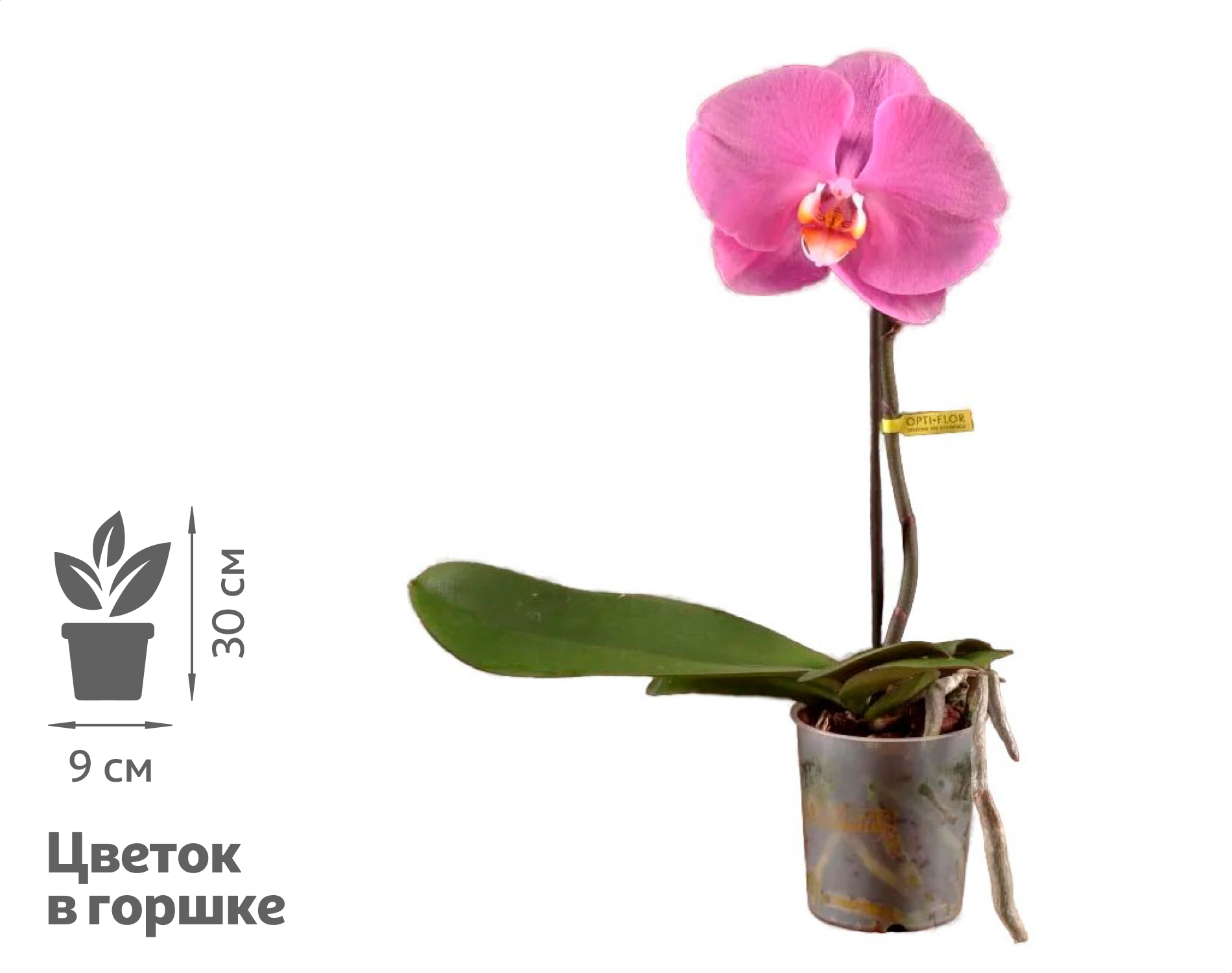 

Живое растение Орхидея Фаленопсис Синголо Пинк в горшке d 9 h 30 см, 1 шт