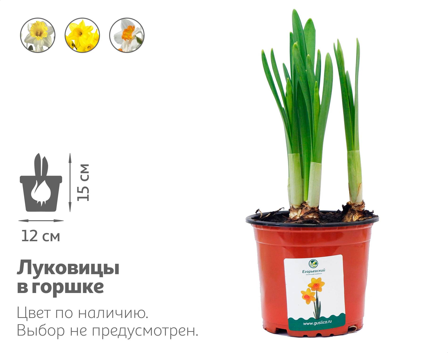 

Нарцисс 5 луковиц, d 12 15 см