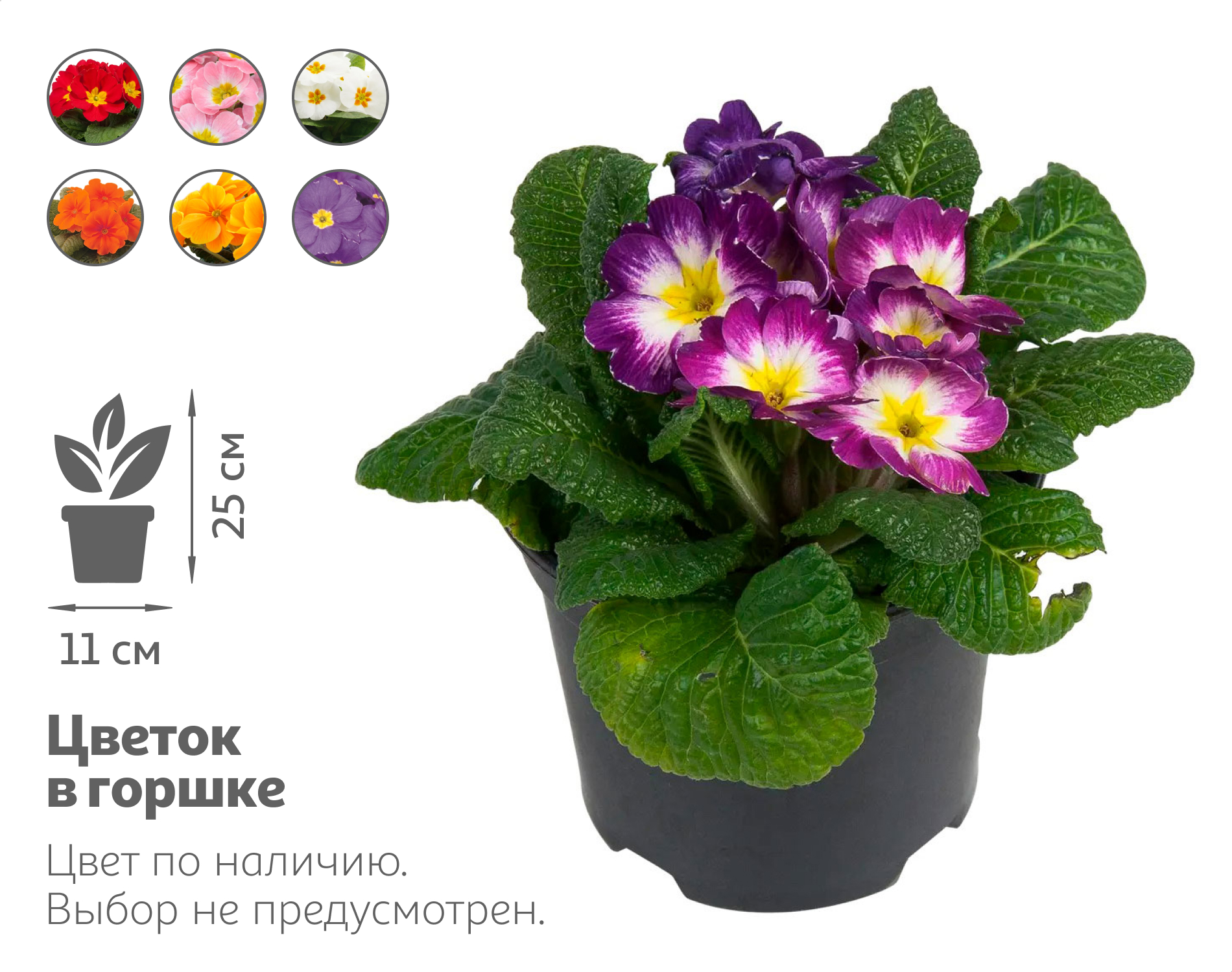 

Живое растение Примула короткостебельная в ассортименте в горшке d 11 h 25 см, 1 шт