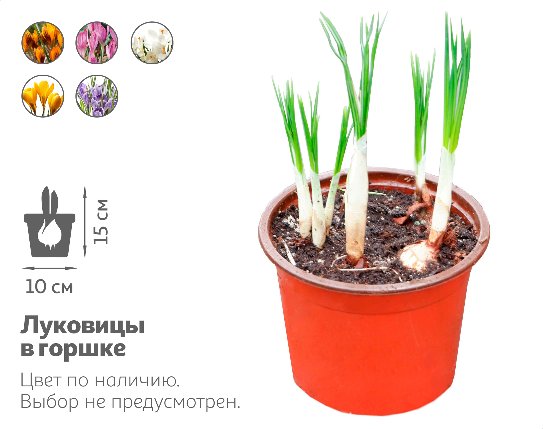 

Живое растение Крокус 5 луковиц в ассортименте в горшке d 10 h 15 см, 1 шт