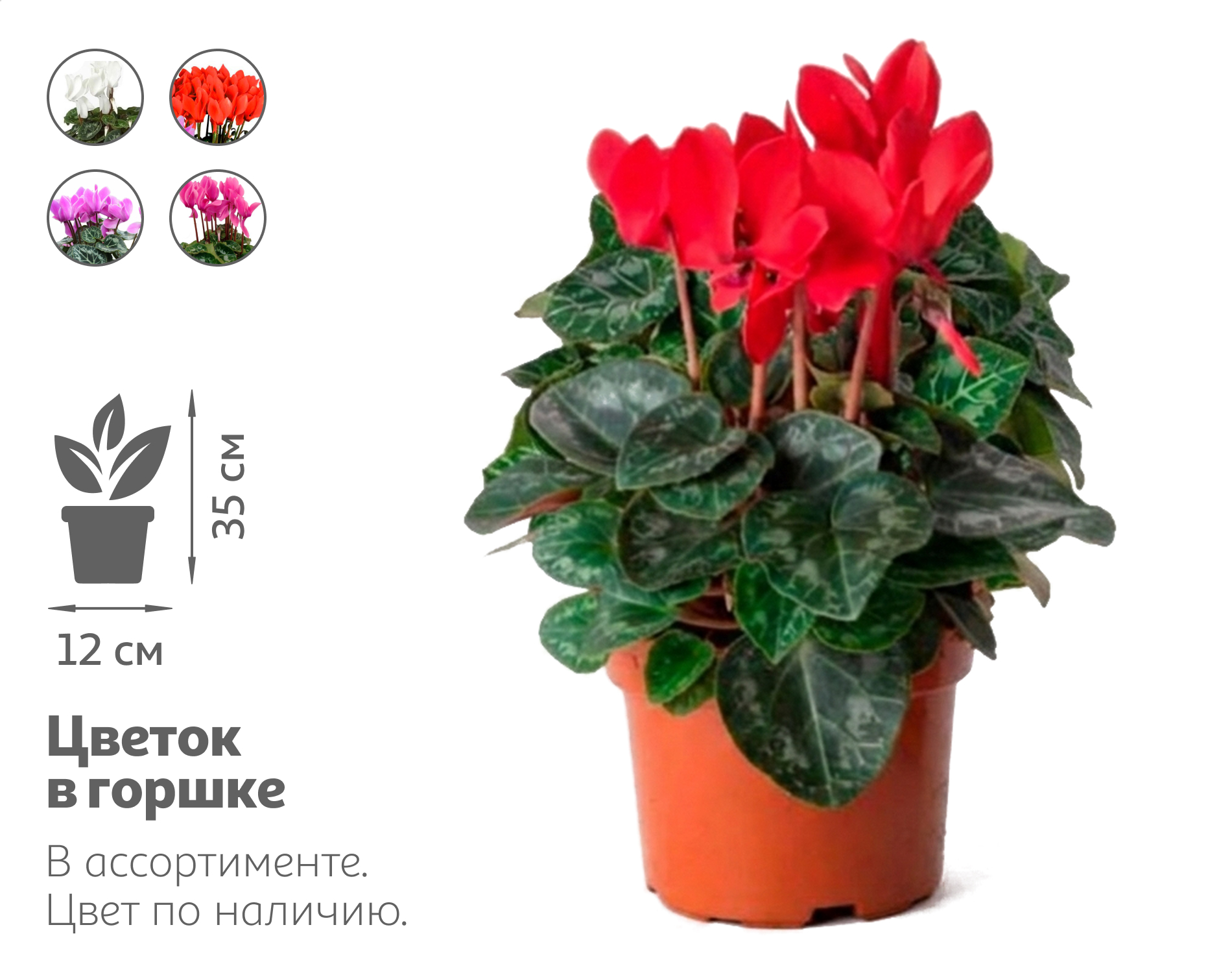 

Живое растение Цикламен Персидский микс в ассортименте в горшке d 12 h 35 см, 1 шт