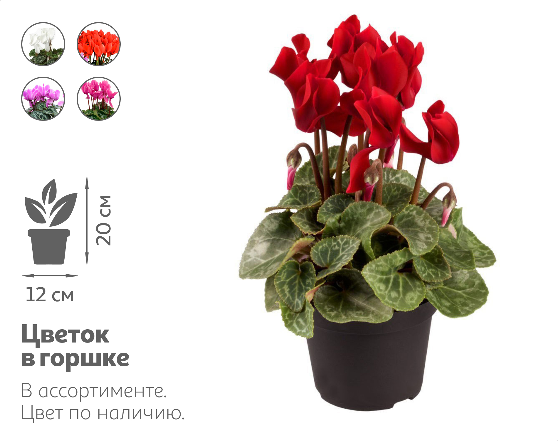 

Живое растение Цикламен живой в ассортименте в горшке d 12 h 20 см, 1 шт