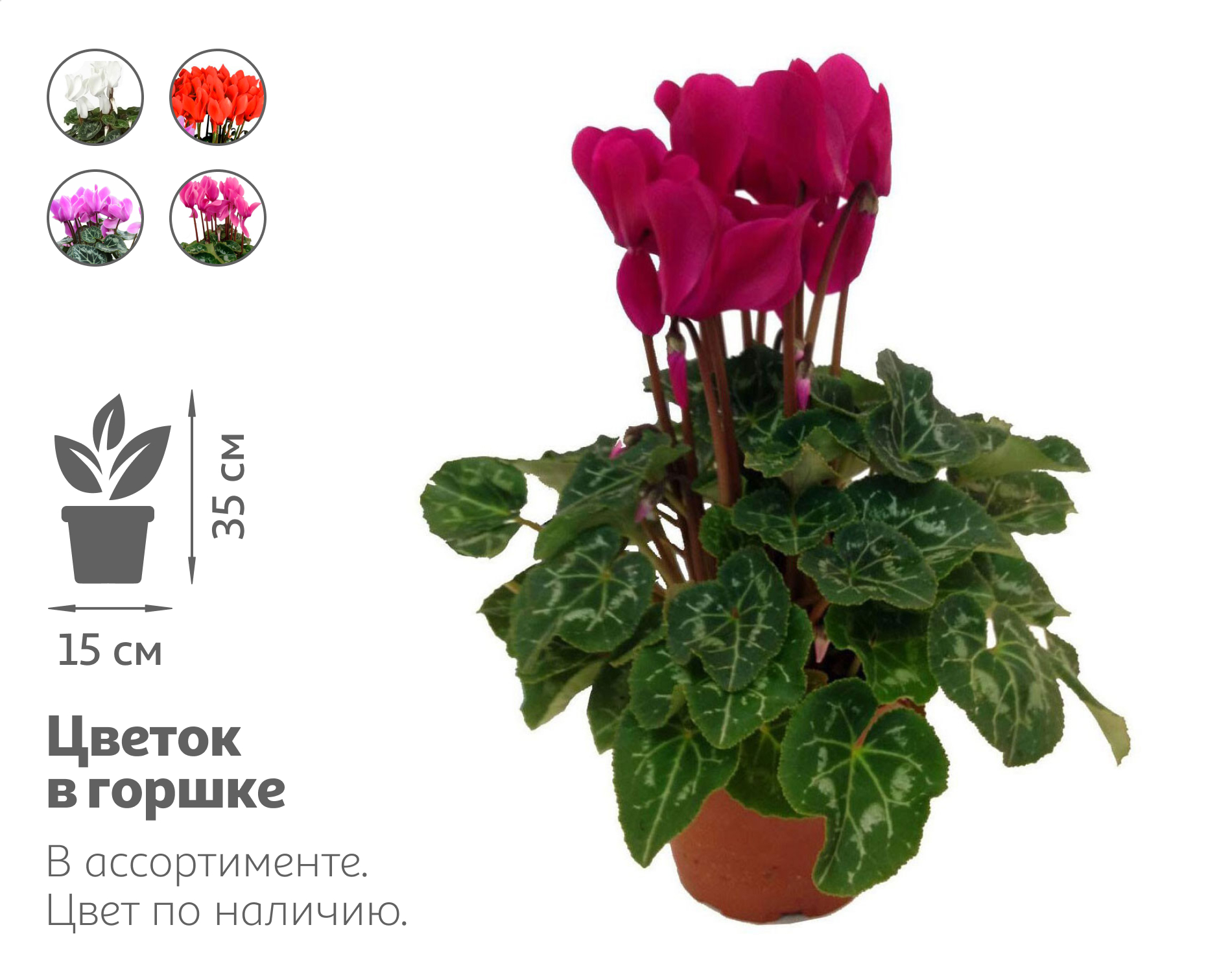 

Живое растение Цикламен в ассортименте в горшке d 15 h 35 см, 1 шт