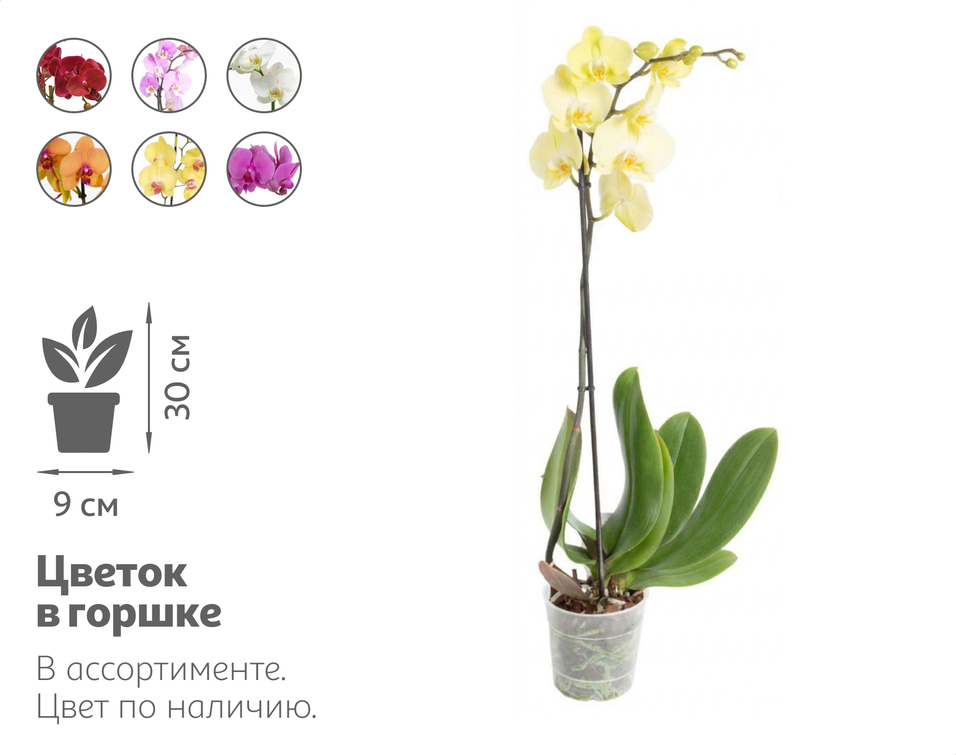 Изображение товара Живое растение Орхидея Фаленопсис 1 стебель в ассортименте в горшке d 9 h 30 см, 1 шт
