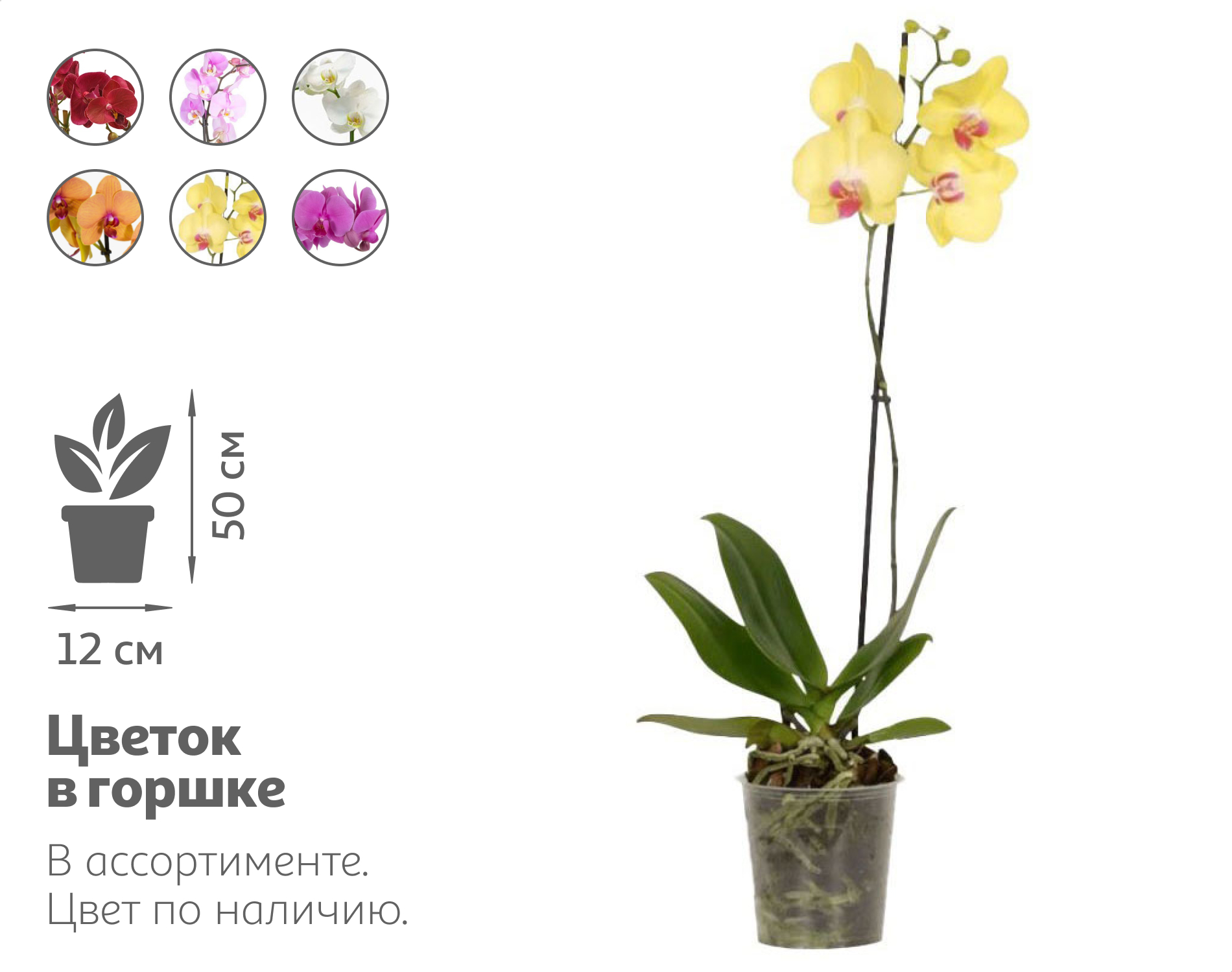 Изображение товара Орхидея Фаленопсис 1 стебель в горшке D12 h50 см цветущая