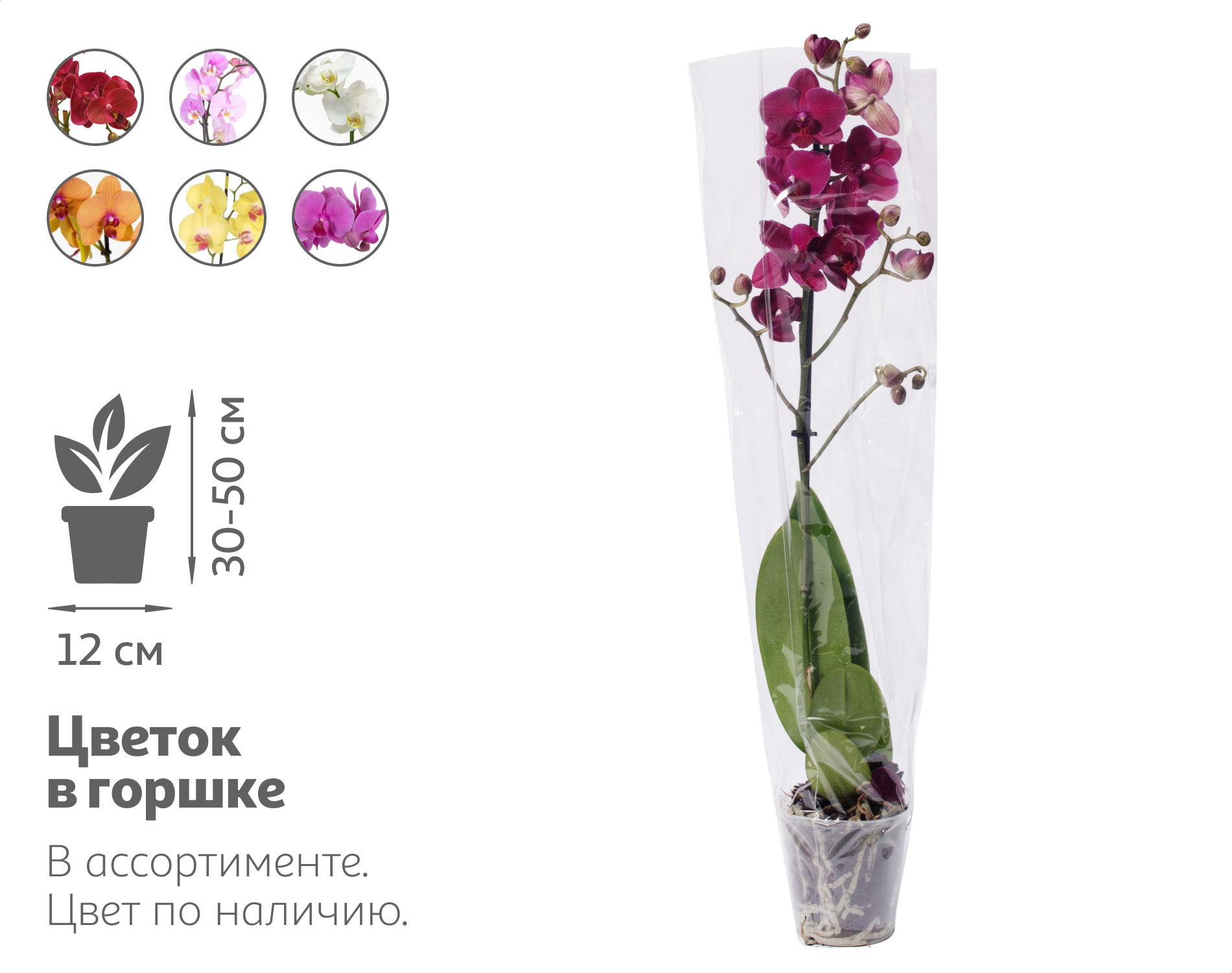Изображение товара Живое растение орхидея фаленопсис в горшке d 12 см оригинальный подарок